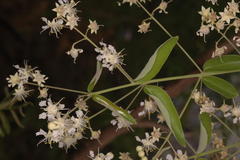 Lagerstroemia parviflora